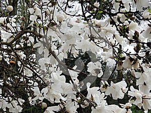 Magnolia Lebner, Magnolia Ãâ loebneri Merrill photo